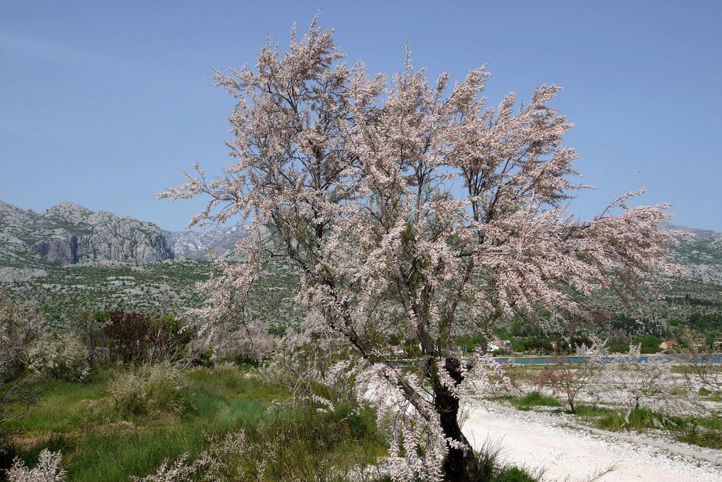 Paklenica Sport Apartments Starigrad Paklenica Exteriör bild